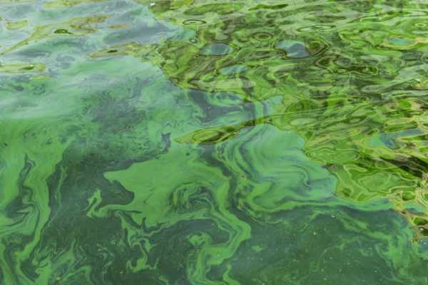 algae pollution