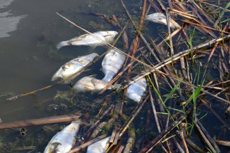 dead fish in river