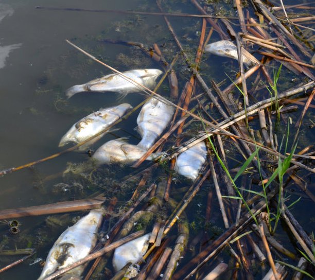 dead fish in river