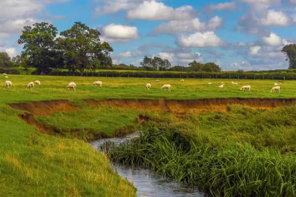 livestock pollution